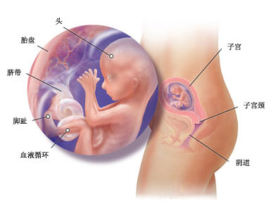 16周孕期症状_胎图_孕期身体变化_16周孕期注意事项