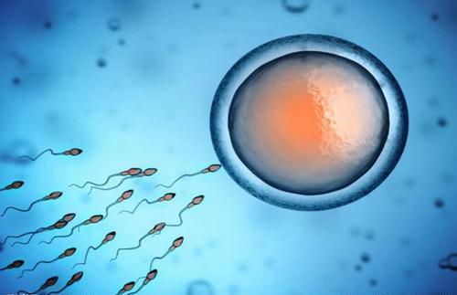 广州助孕机构联系方式-由于男性Y染色体的异常，通过三次体外受精可提高生育能力